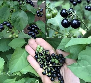 Srihari Fresh Black Makoy Berries, Natural Leaf and Berry Extract juice