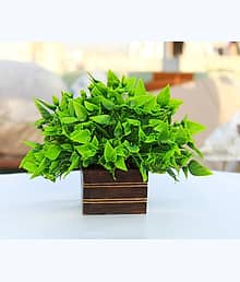 FLORIVA Good for home good quality product with wood pot for table home decor Wild Artificial Plant with Pot (18 cm, Green)