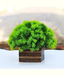 FLORIVA :) Sanol :) Prajastore Presents Artificial soft green grass plant potted Artificial Plant with Pot (18 cm, Green)